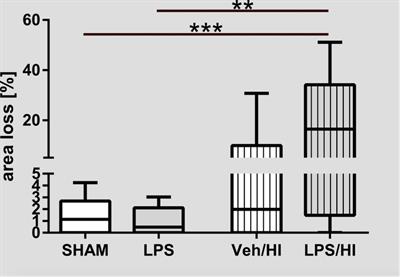 Early Pro-inflammatory Microglia Activation After Inflammation-Sensitized Hypoxic-Ischemic Brain Injury in Neonatal Rats